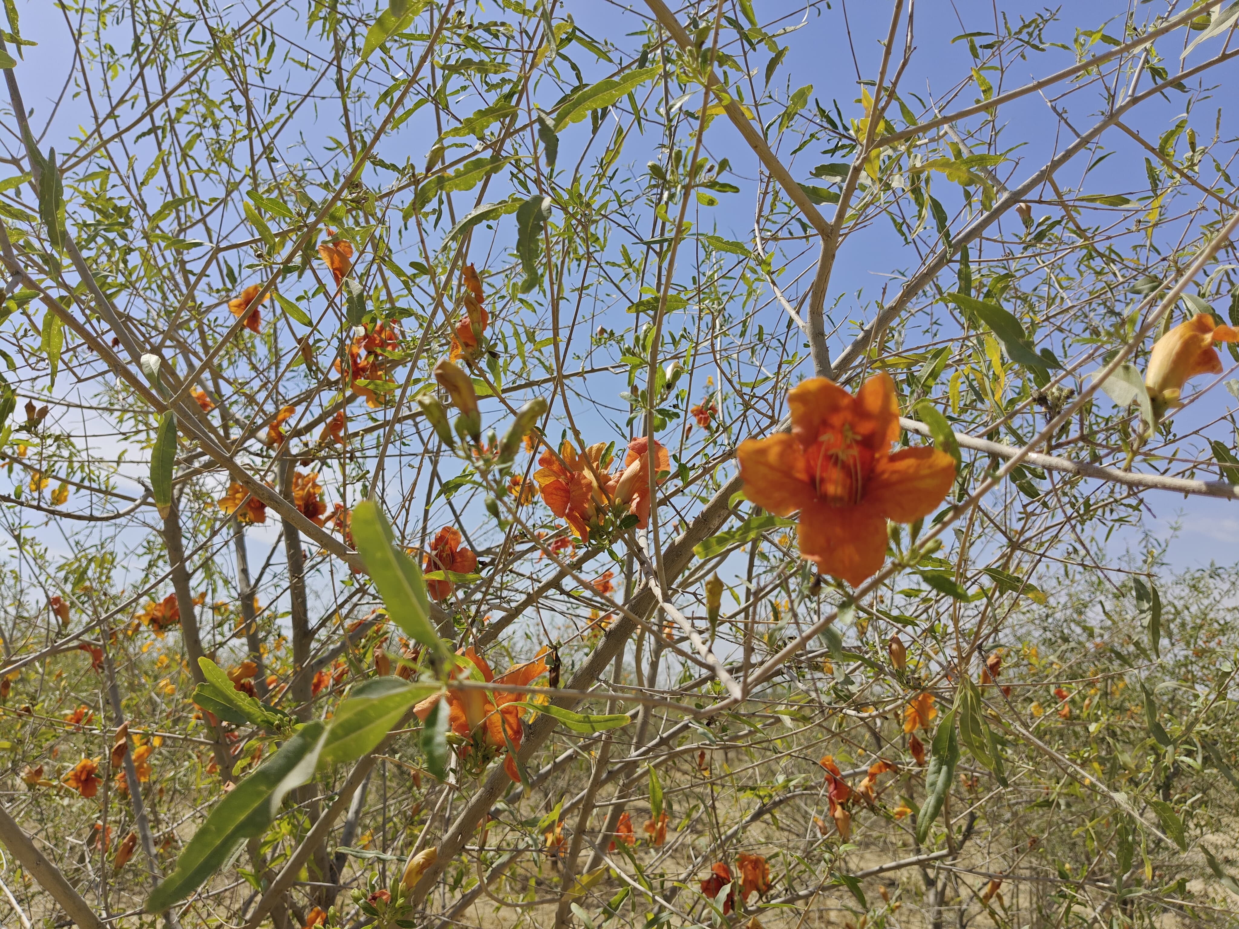 Compensatory Afforestation